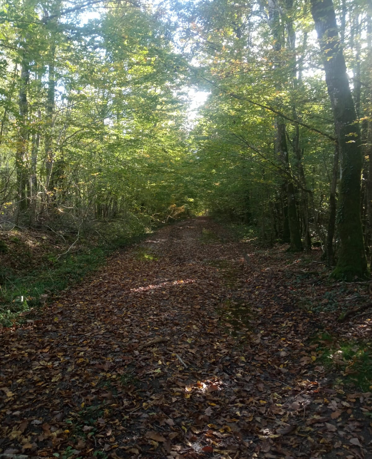 Forêt domaniale d'Orléans - Fred
