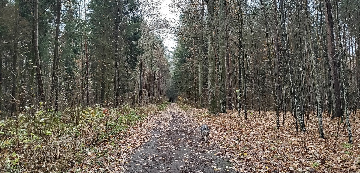 Las za osiedlem Bajkowym - Olsztyn