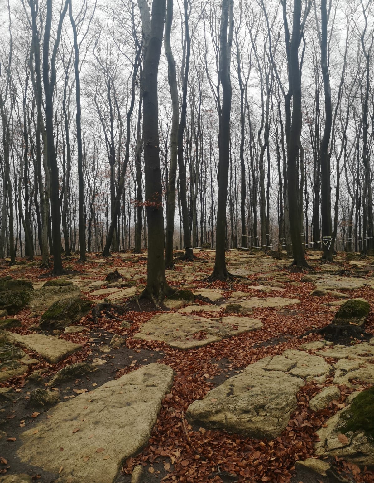 Śladami megalitów - Dąbrowa Górnicza