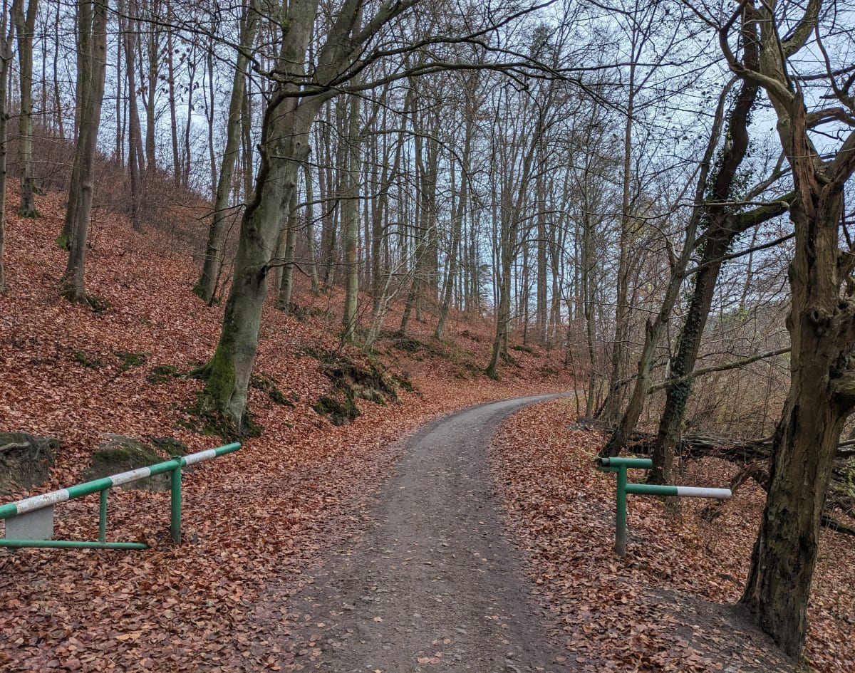 Wędrówka w lesie - Gdańsk