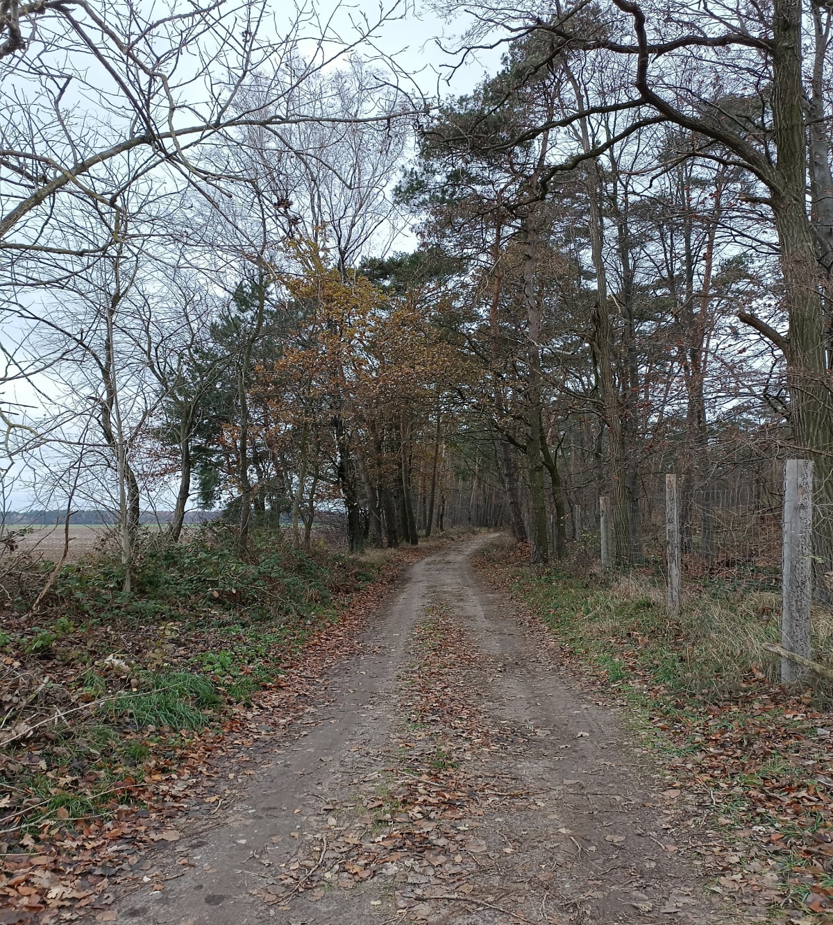 Lasy w okolicy miejscowości Pawłowo - Goranin