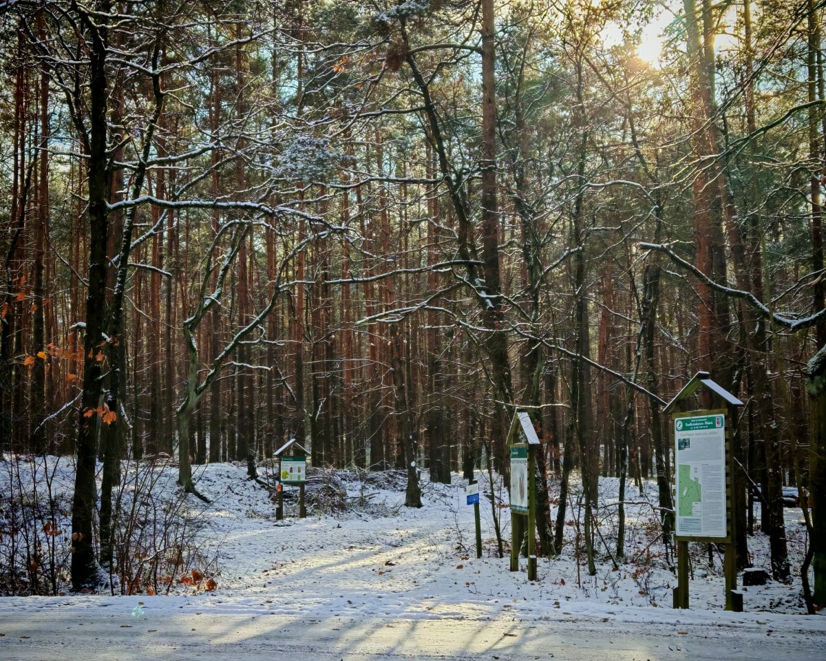 Pagórki, bagna i dzikie lasy niedaleko Jedliny - Jedlina