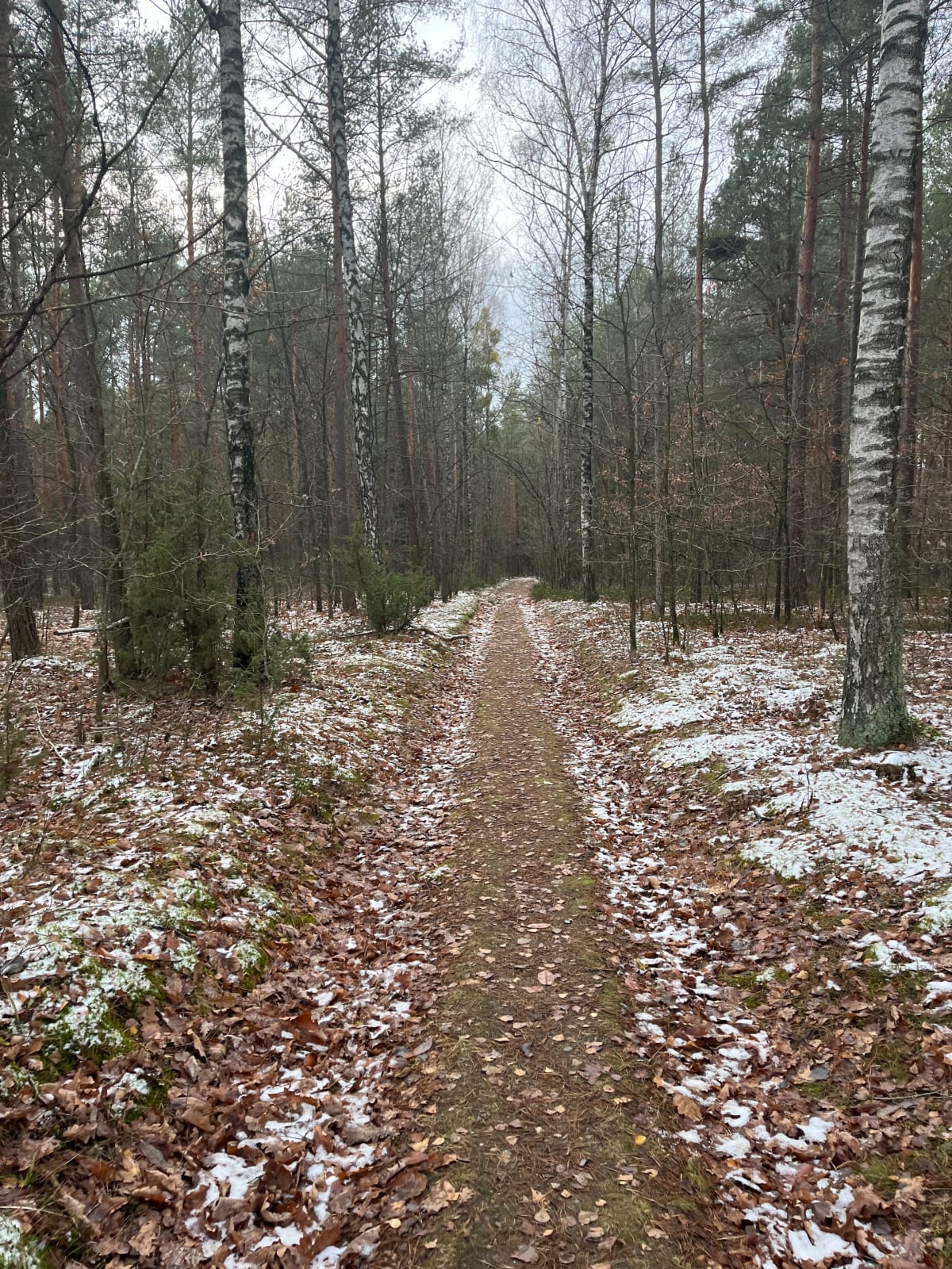 Leśny spacer po niedzielnym rosołku - Białystok