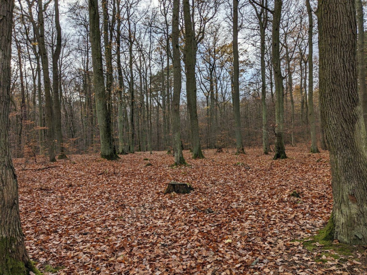Pętla w Lesie Oliwskim - Gdańsk
