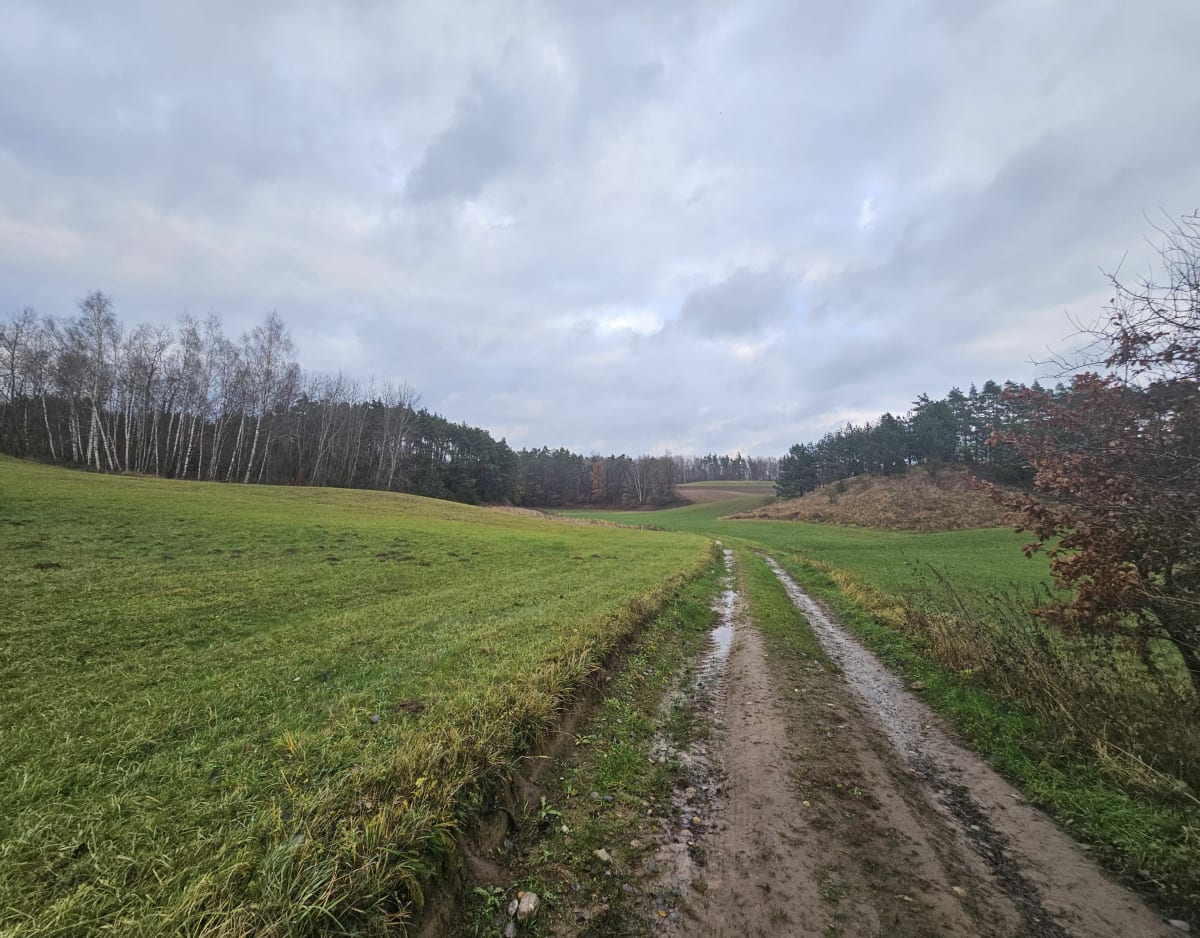 Koziary plenerowo - Stare Świerczyny