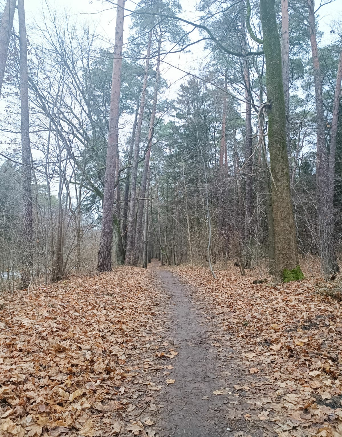 Aktywnie w Lesie Miejskim - Olsztyn