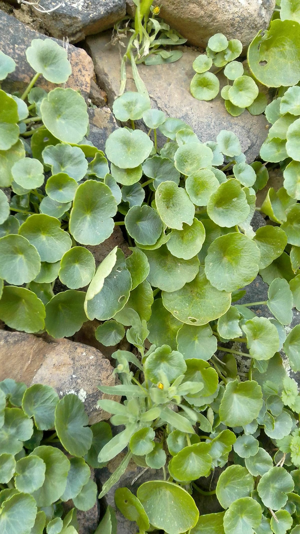 Boucle Moncale - Calenzana - Moncale
