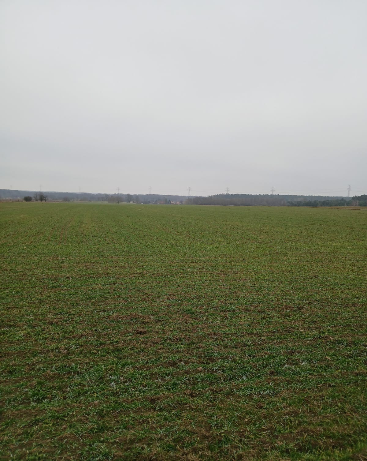 Leśna trasa - Składowice