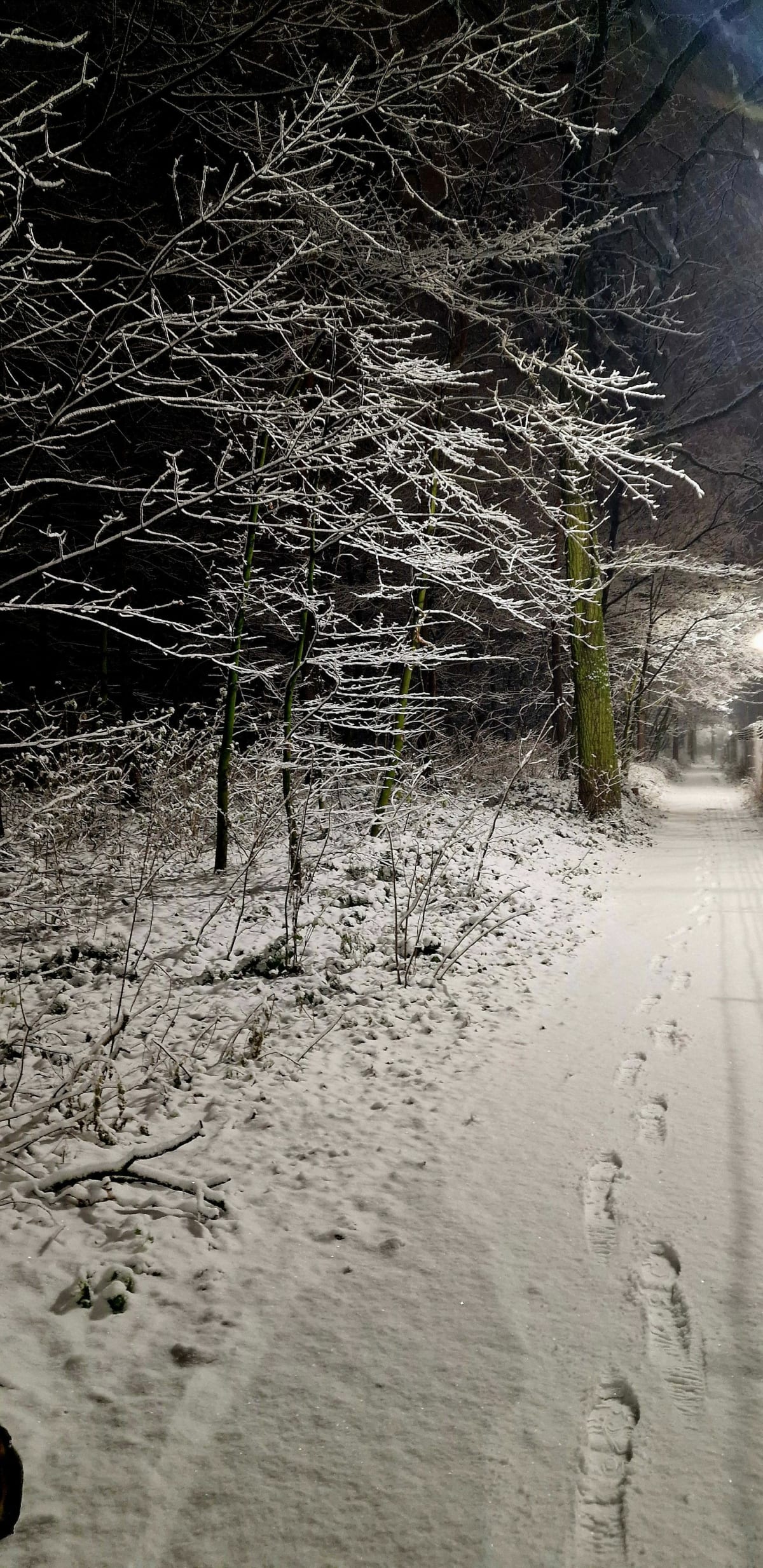 Dębica park i Skarbka-Borowskiego - Dębica