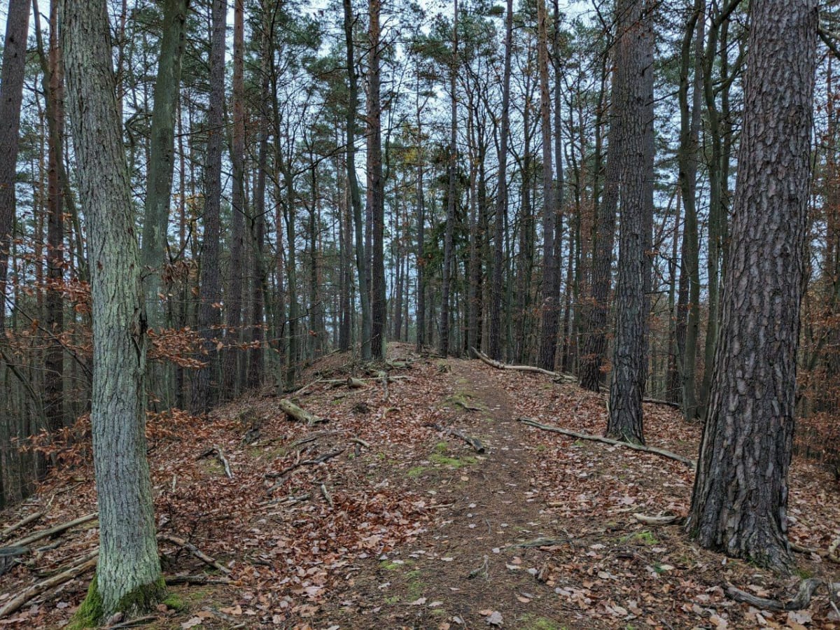Krótki hike w Wężowej doline - Gdańsk