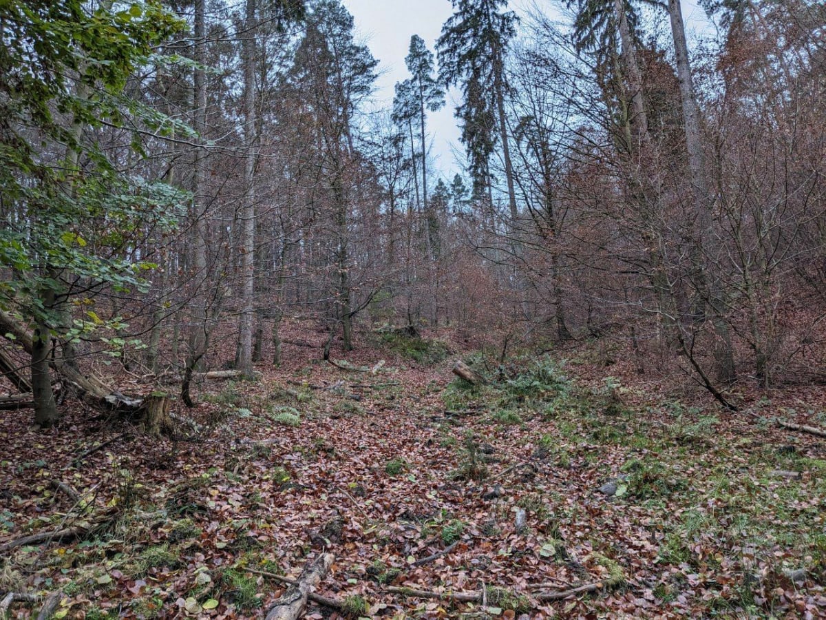 Duża pętla w Trójmiejskim Parku Krajobrazowym - Gdańsk