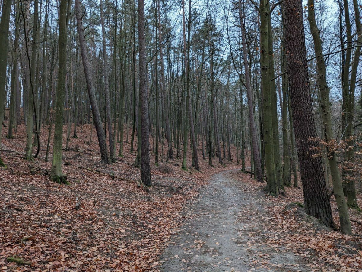 Długa wędrówka w Lesie Oliwskim - Sopot