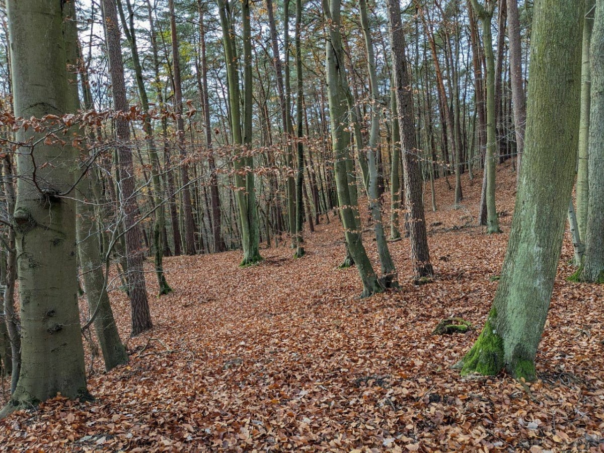 Hike w dolinie Bobrów - Gdańsk