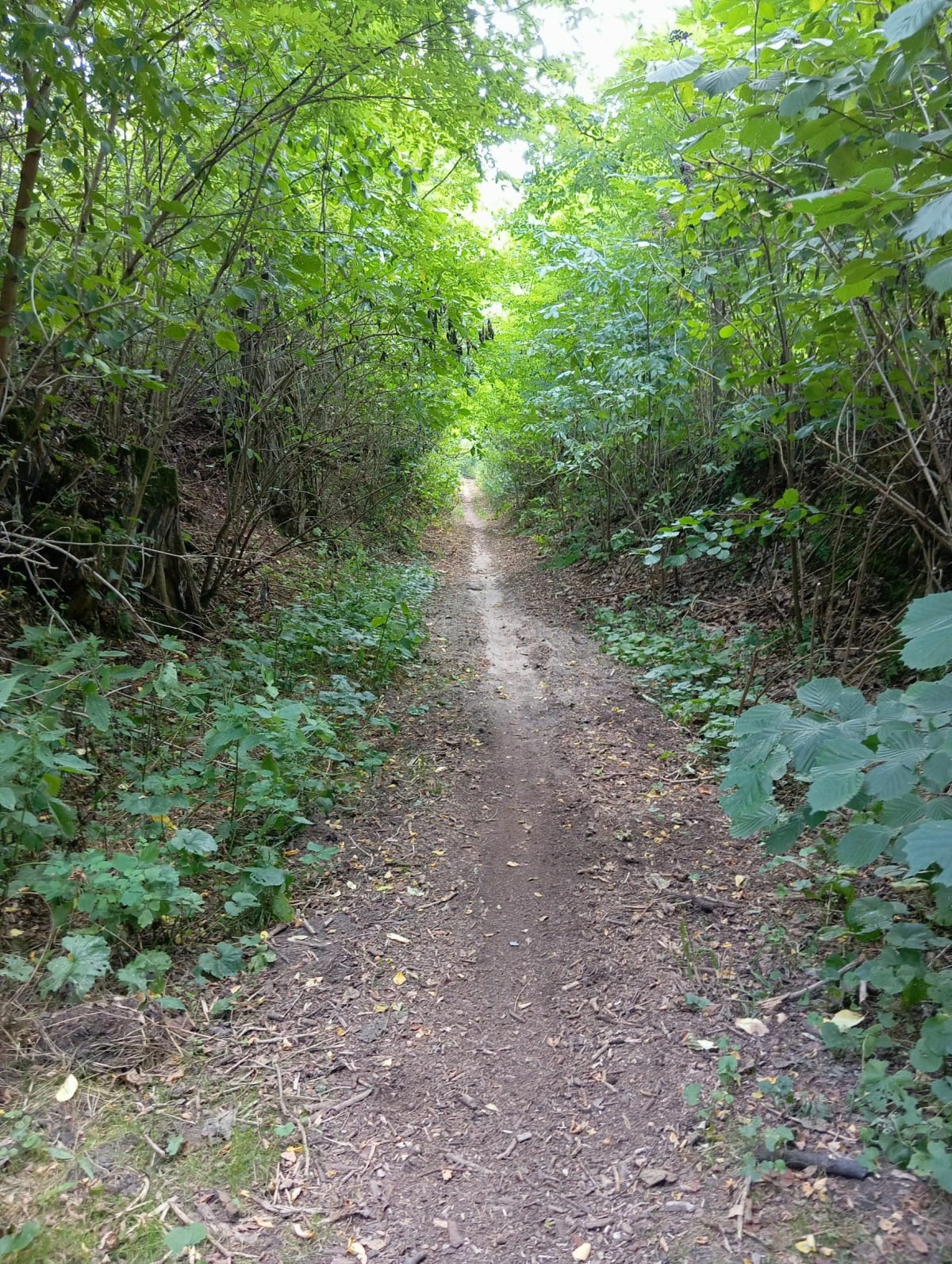 Droga do szkoły - Żelechów