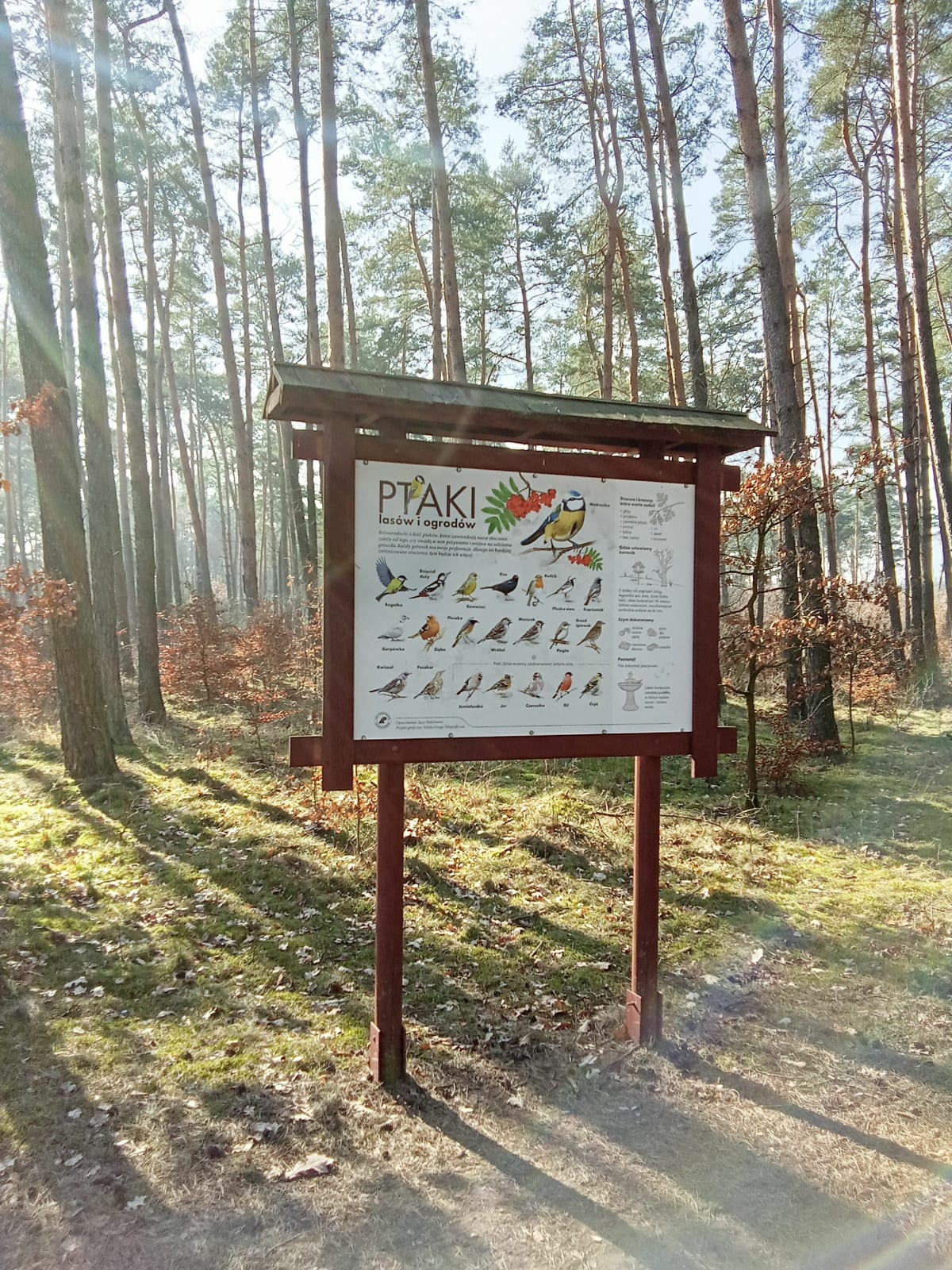 Leśniczówka - Toruń