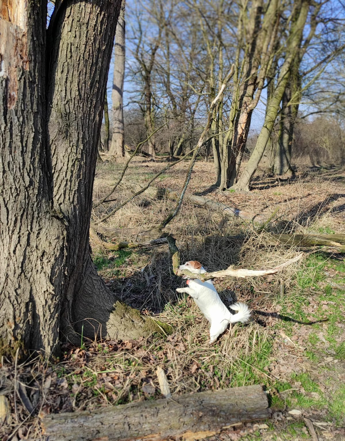 Poszukiwanie wiosny nad Odrą - Golkowice
