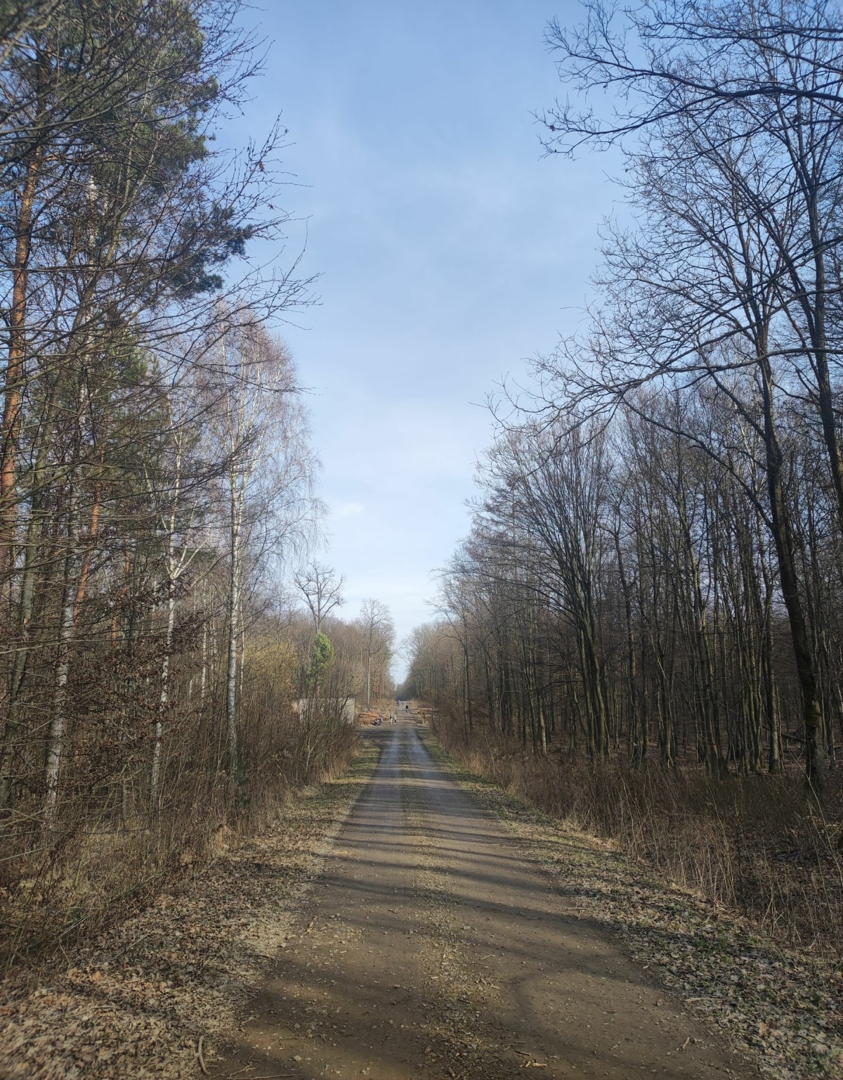 Dąbrowa - spacer po lesie - Lublin