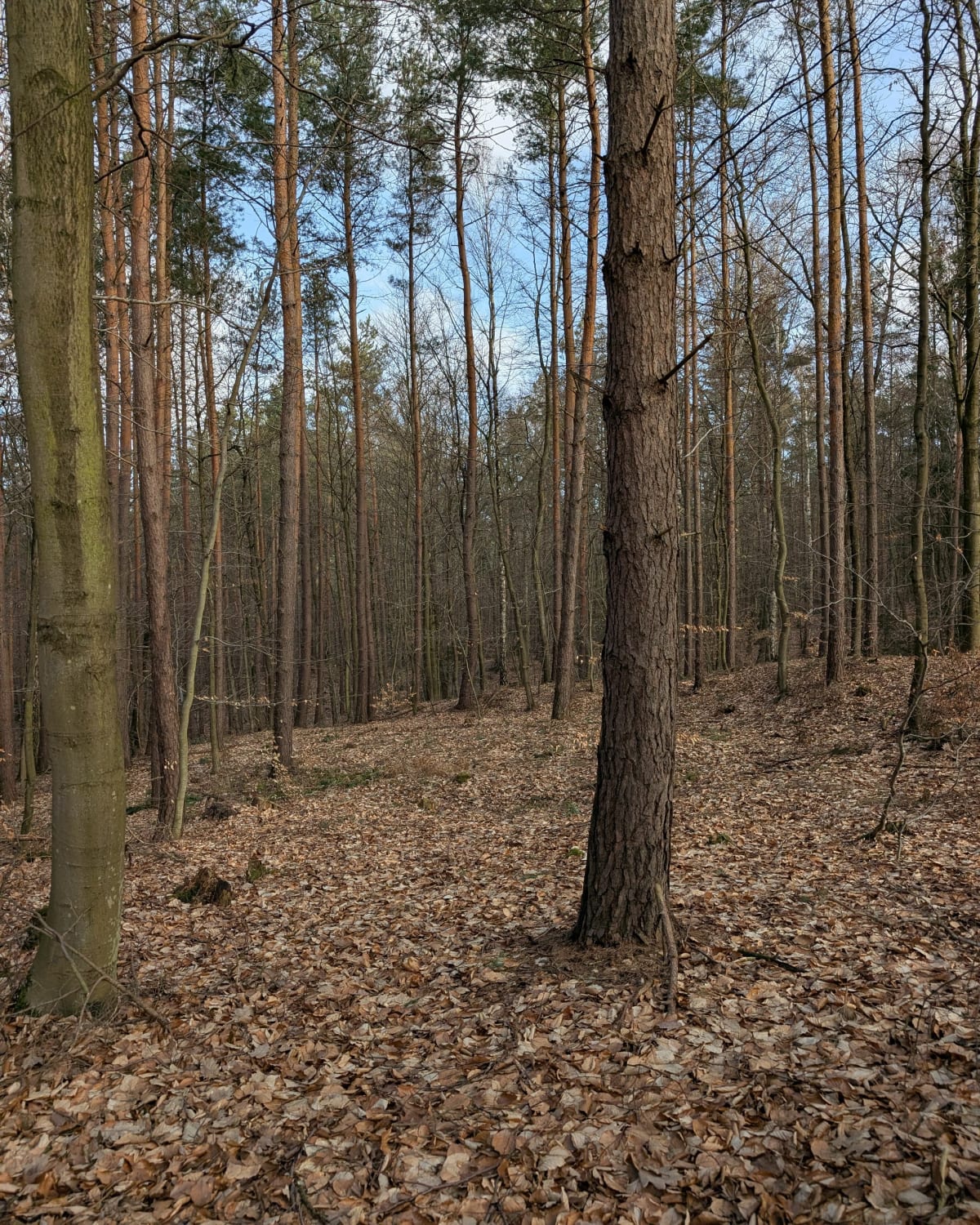 Zaklęty zamek - Dębogórze