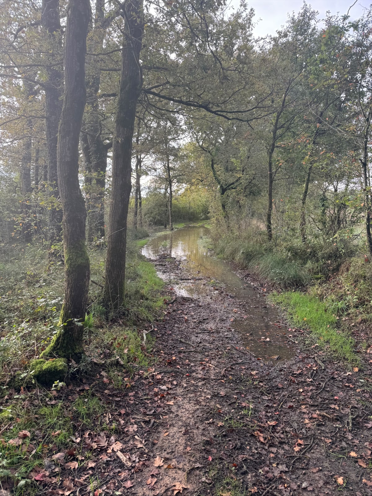Boucle entre Montmorillon et Sainte Catherine - Montmorillon
