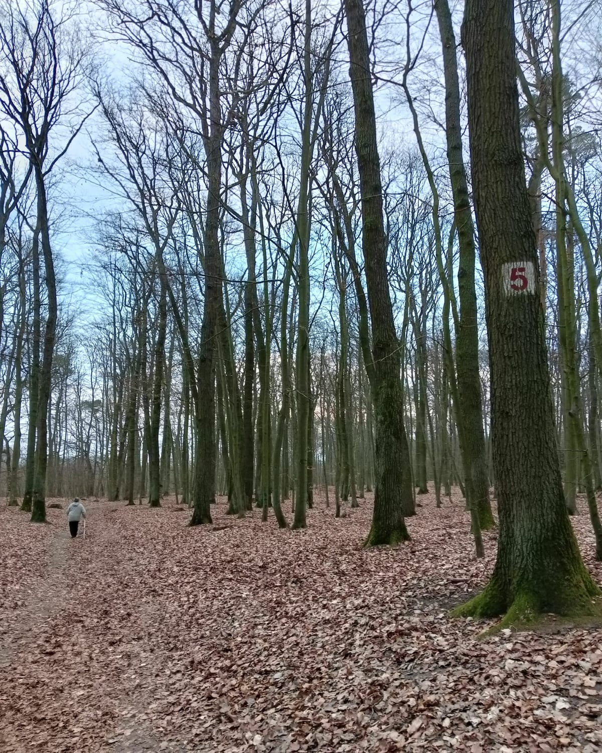 Spacer w Policach Zachodniopomorskie - Puszcza Wkrzańska - Police