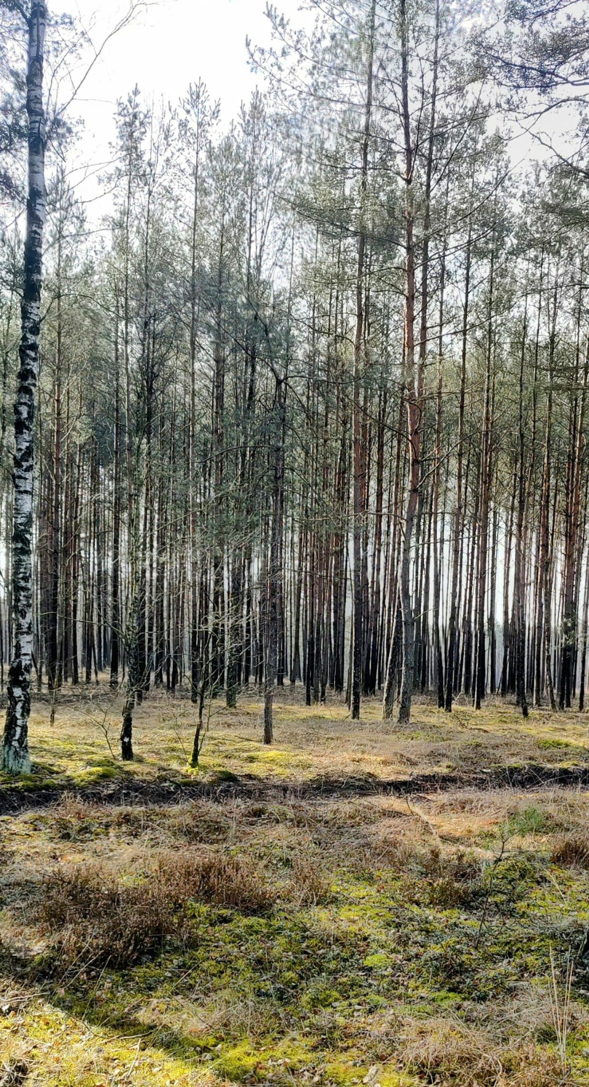 Wokół zalewu w Jadwizyn - Piła
