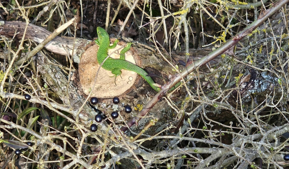 Tour en forêt autour de l'arboretum de La Roche-Guyon par le Chesnay - La Roche-Guyon