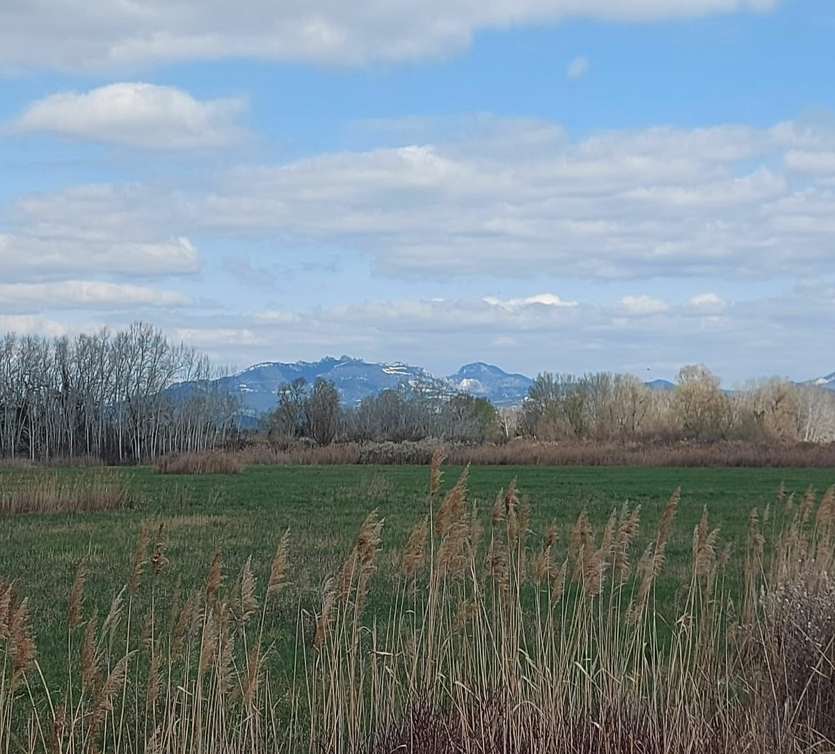 Balade en famille, autour des prairies humides des Confines - Monteux