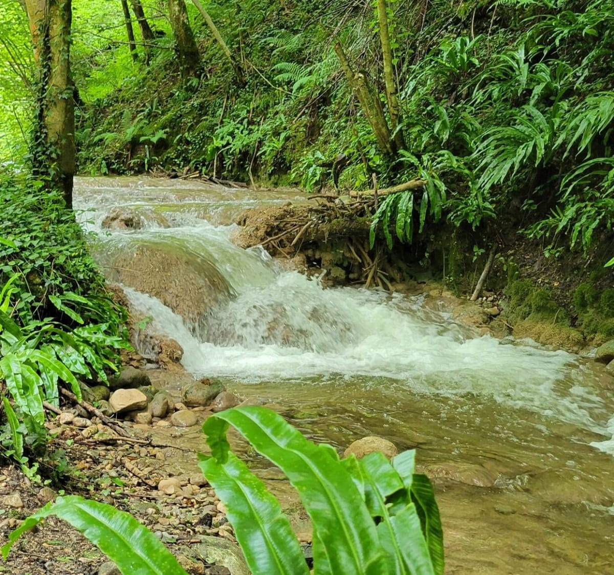 Complément alimentaire - Capillaire de Montpellier ▻ Naturel, image size:1200x1123