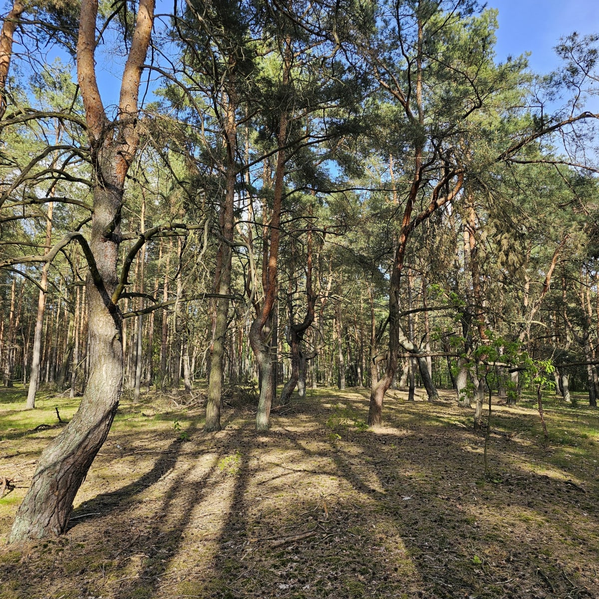 Spacer po dachu Kaszczorka - Toruń