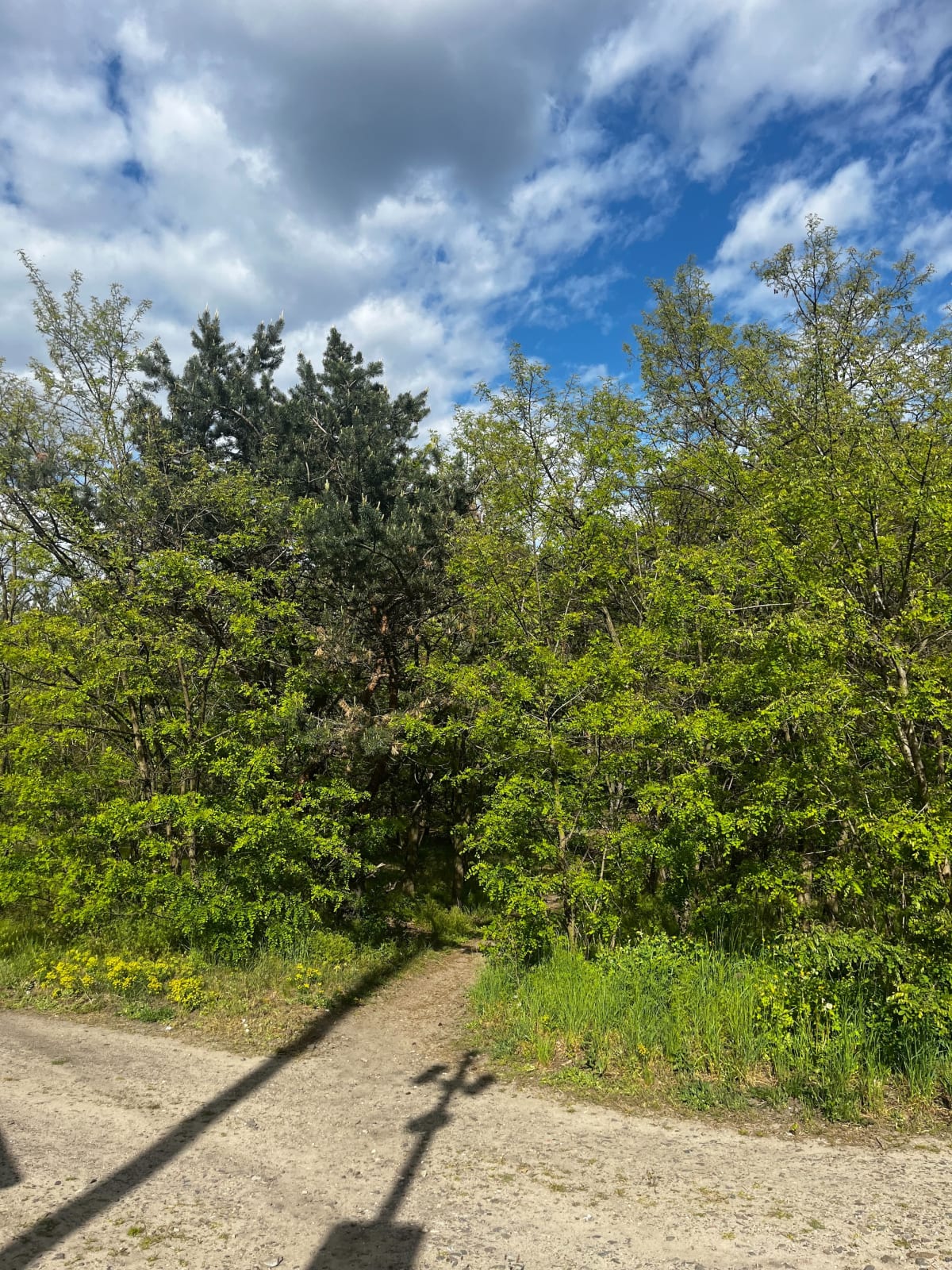 Spacer w lesie - Krosno