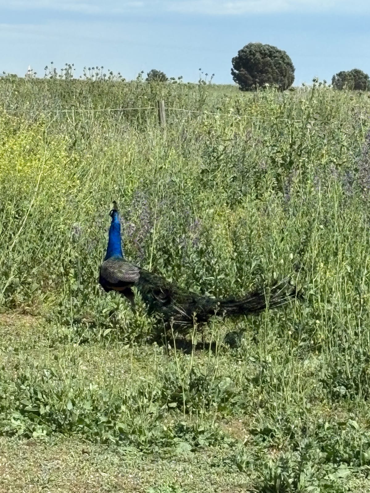 Balade dans les vignes autour de Sauvian - Sauvian