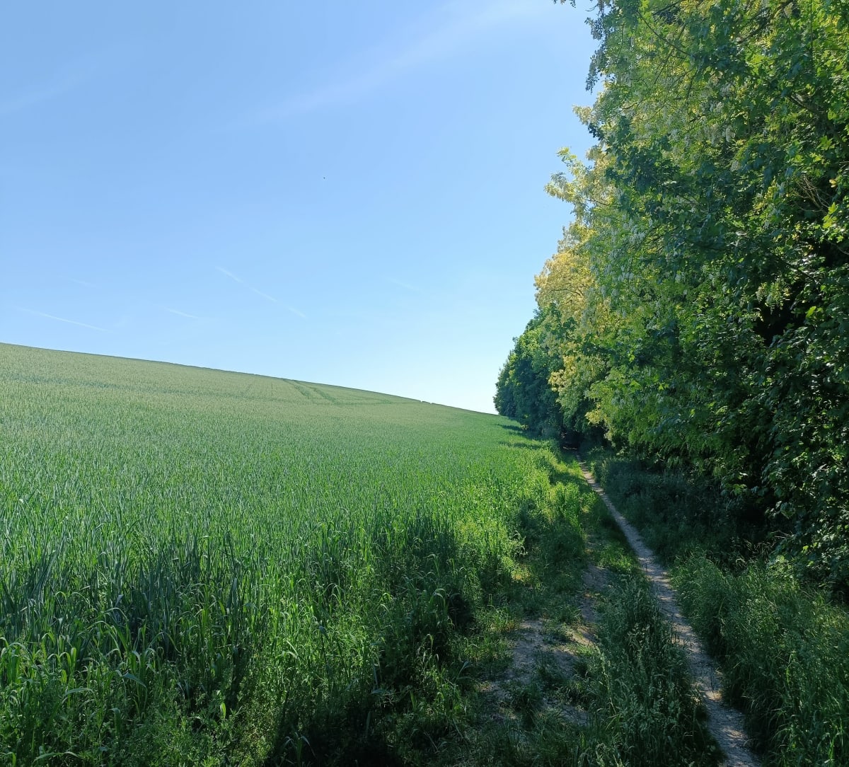 Dans les bois de Chierry - Chierry