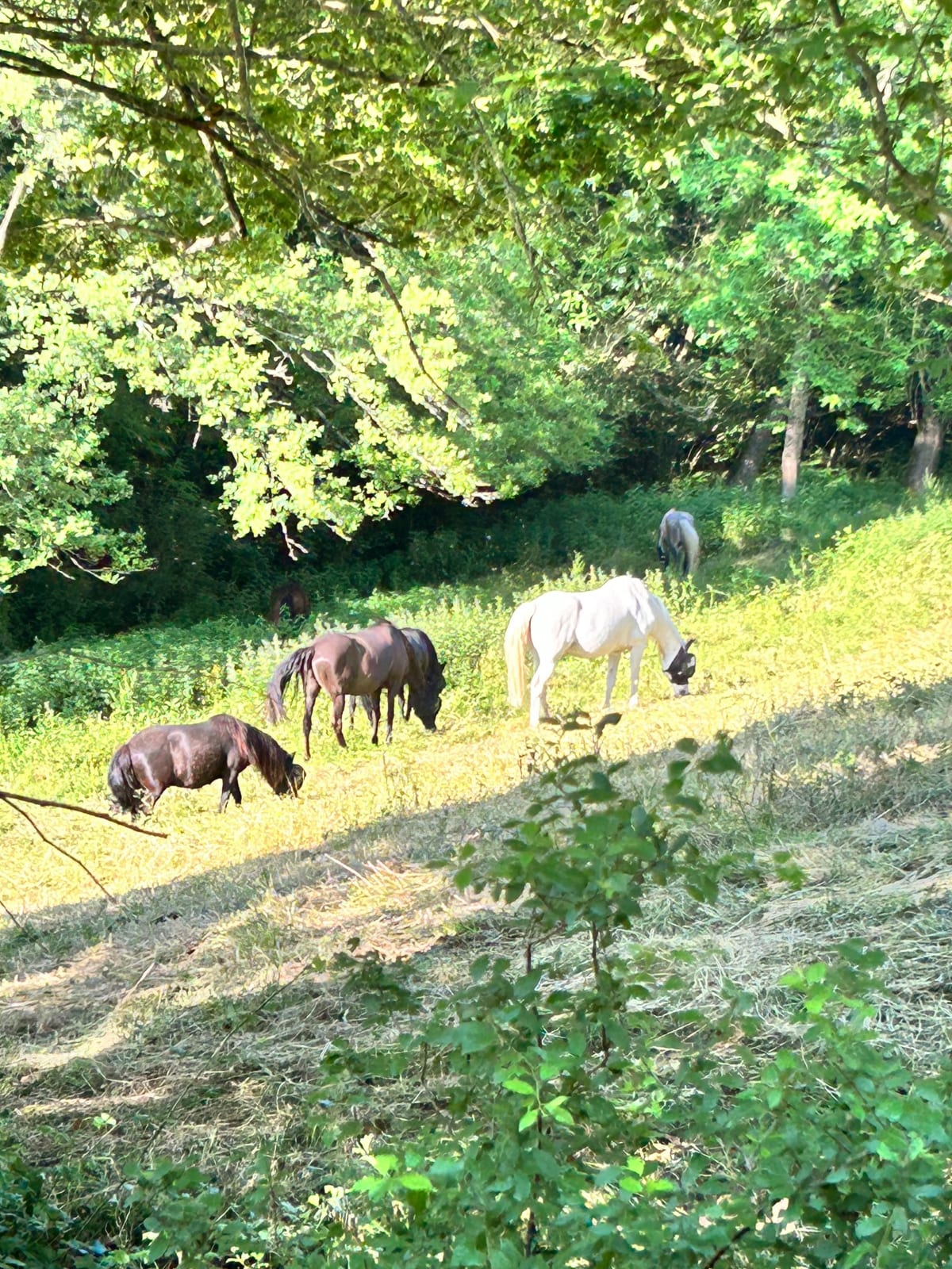 Autour d’Auzielle - Auzielle