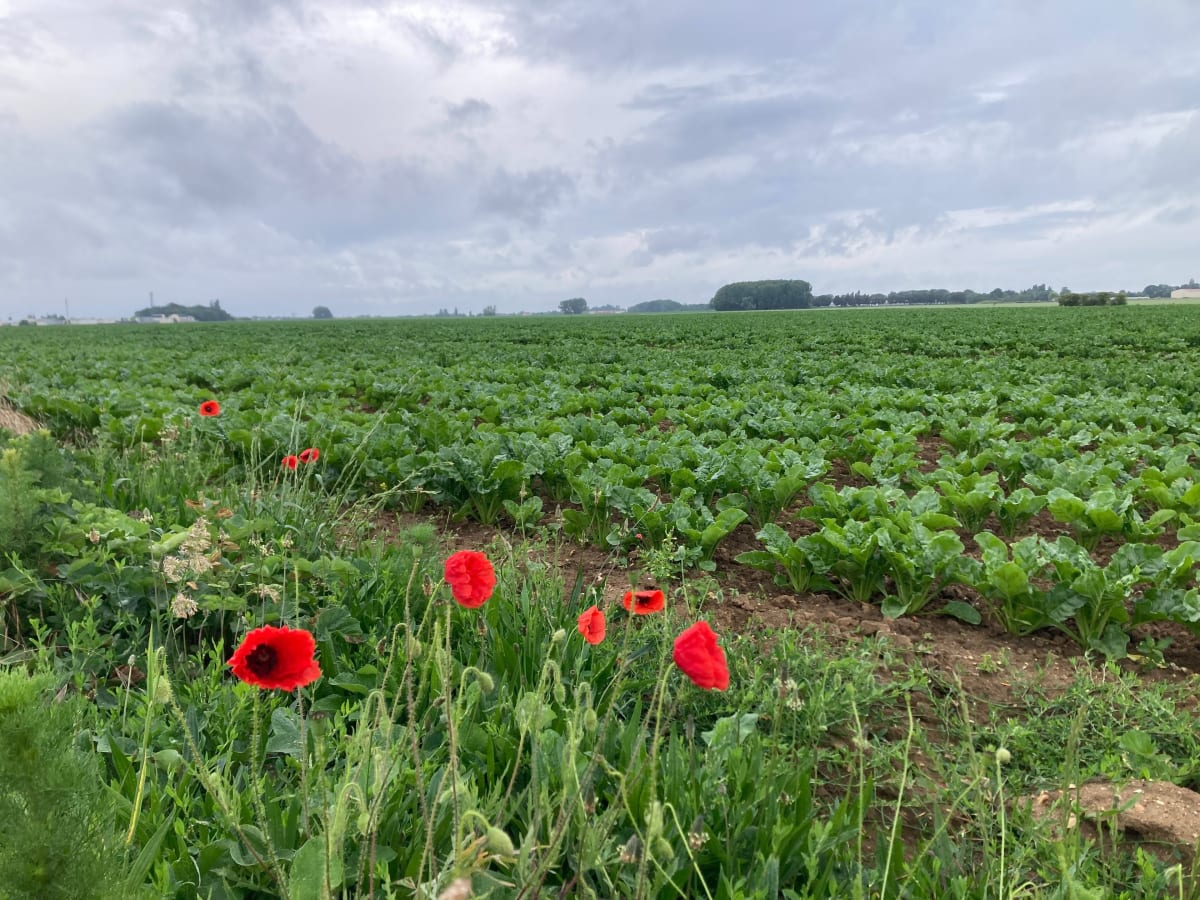 Dans les champs de Périgny - Périgny