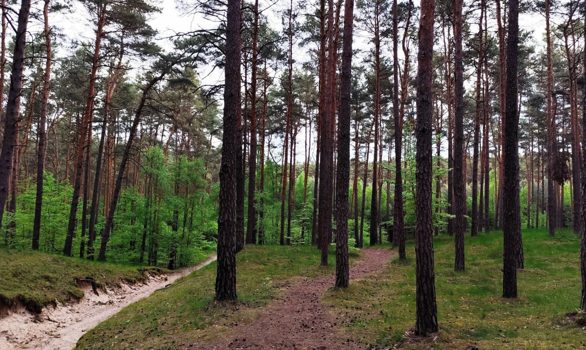 Kładka dla zwierząt - Bydgoszcz