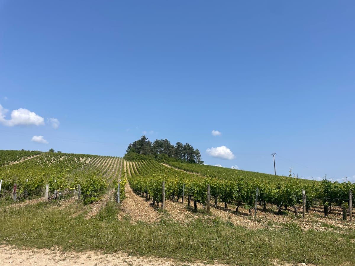 Balade dans le vignoble Auxerrois - Aimy