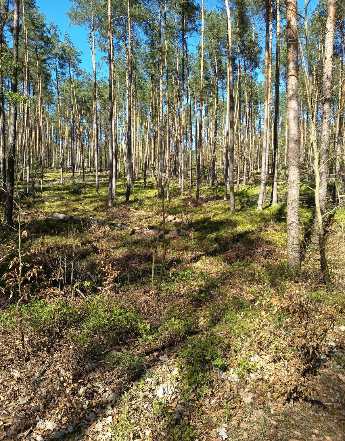 Spacer po leśnych drogach wokół leśniczówki Białki(Bogusz) - Białki