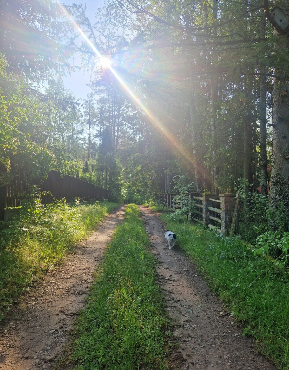 11 km szosą, lasem, szutrem - Węsiory