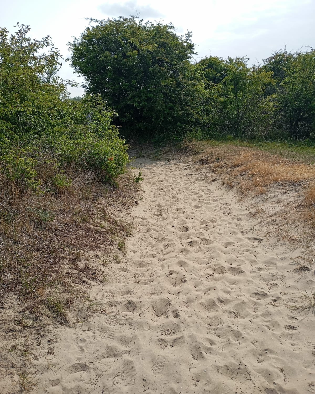 Randonnée au coeur des dunes marchande - florine