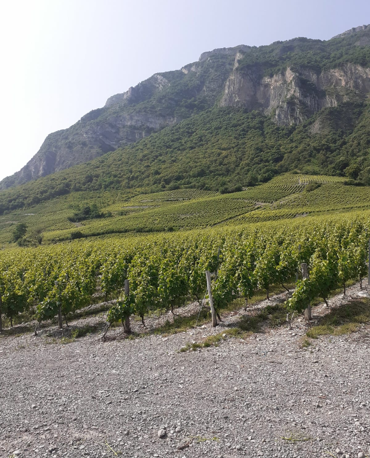 Les Tours de Chignin par les vignes - Montmélian