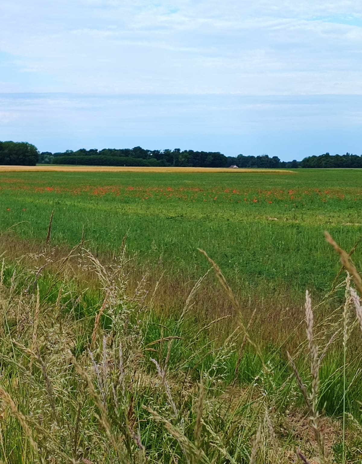 Balade avec les chiens - Thimory