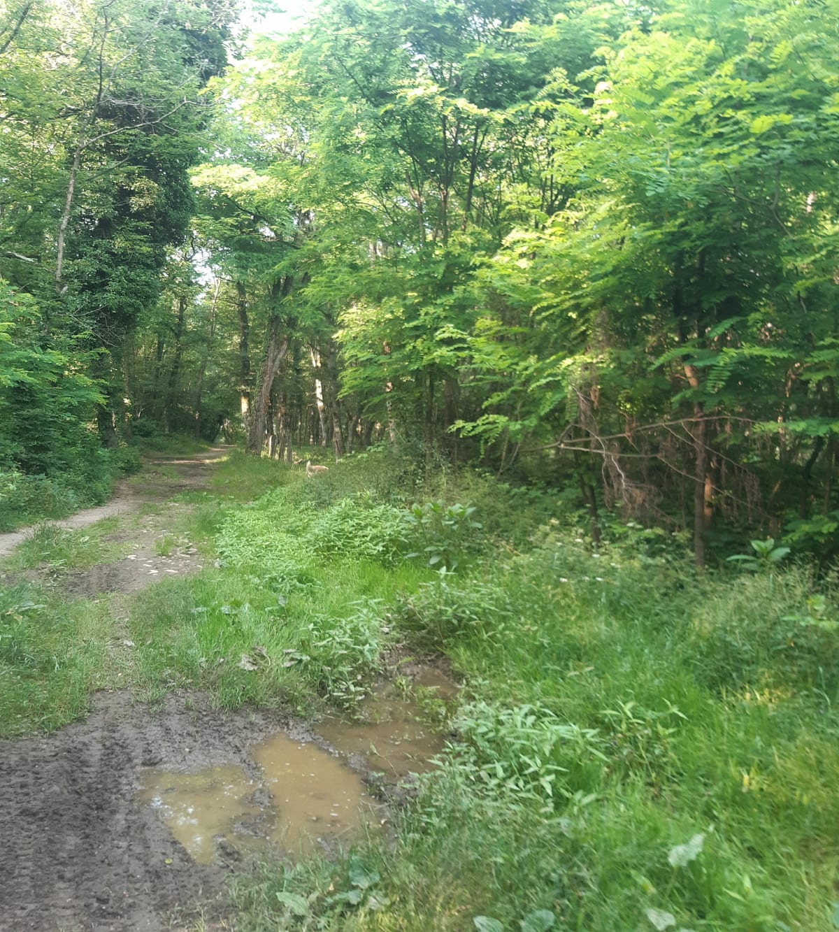 Tour des bois de Chavanoz - Charvieu-Chavagneux
