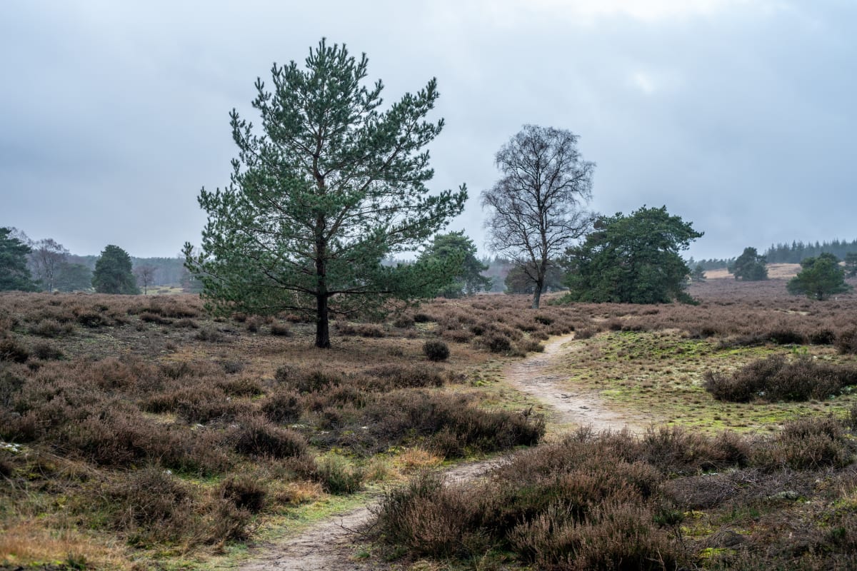 Wandelen in Loenermark, Gelderland - Decathlon