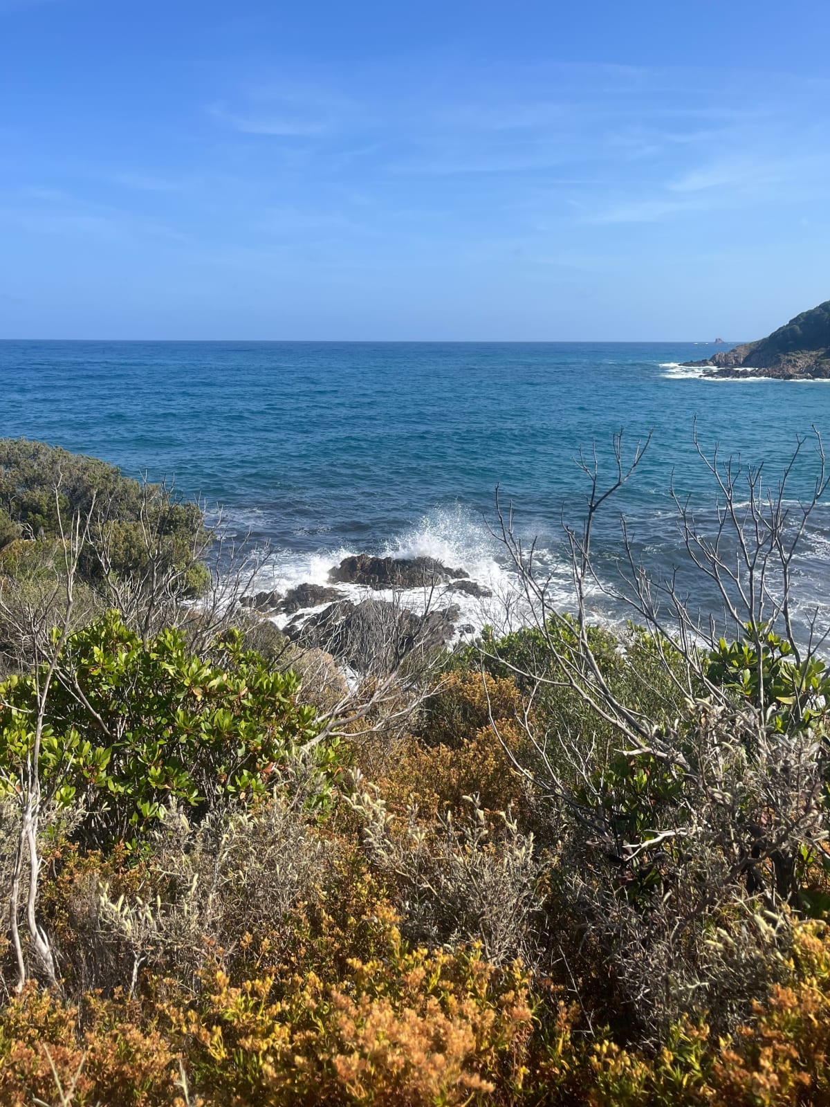 Fautea corse du Sud - Zonza