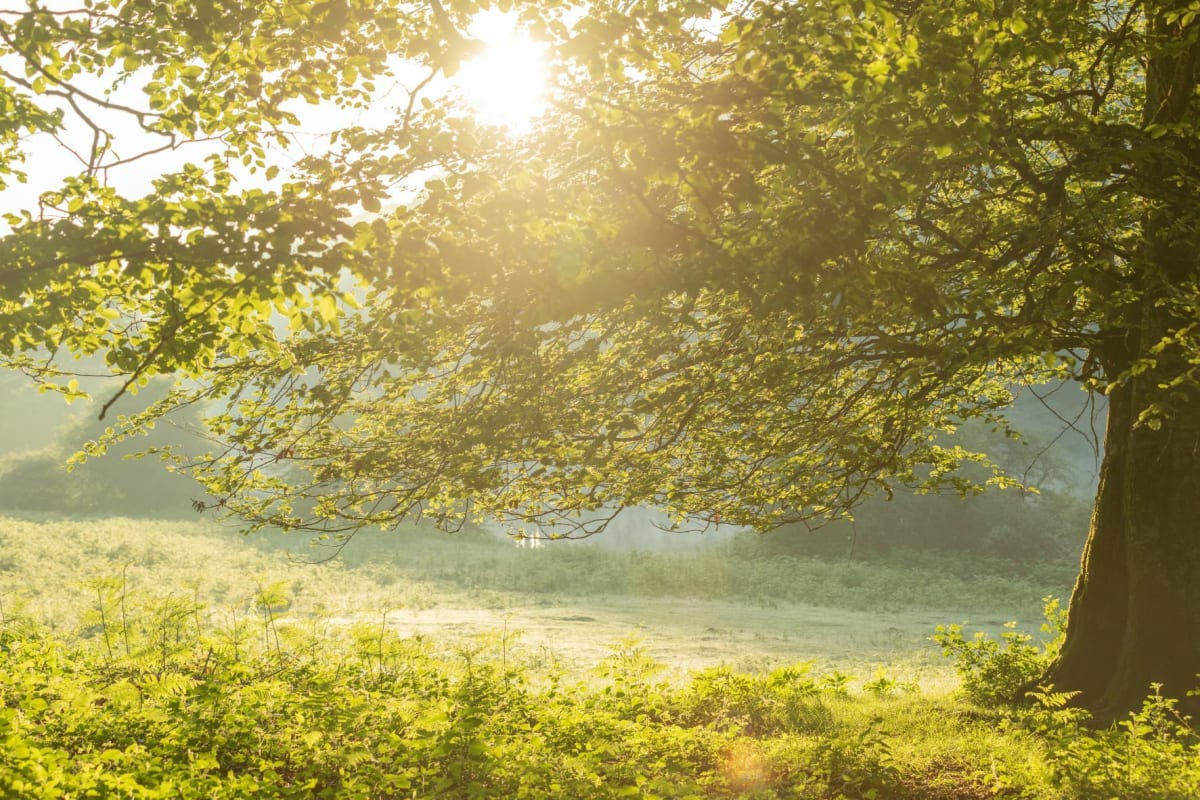 Forêt de Savigny et Voie verte - Savigny-sous-Faye