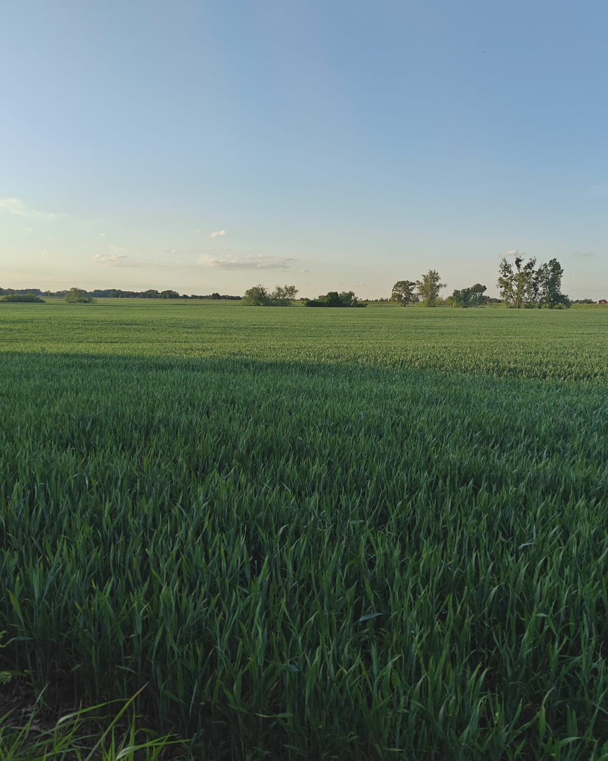 Ścieżka z Brzegu - Brzeg