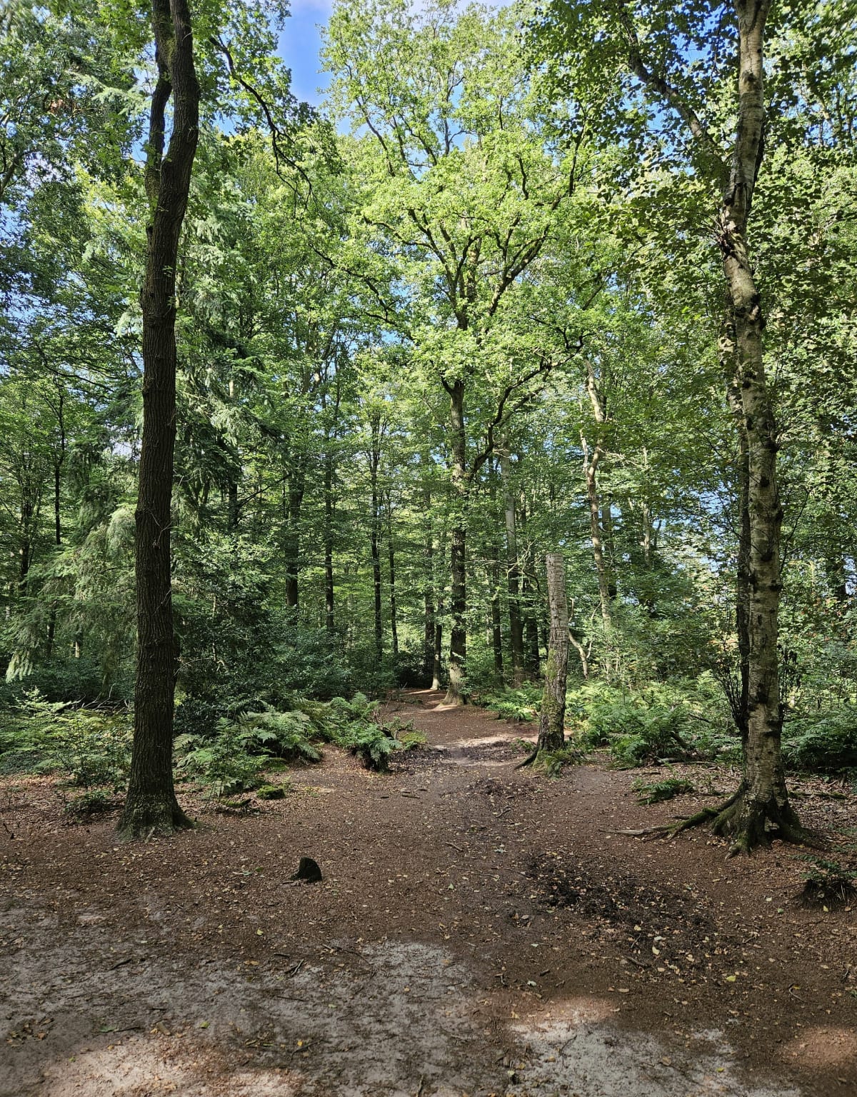 Libellenpad - Harich - Oudemirdum