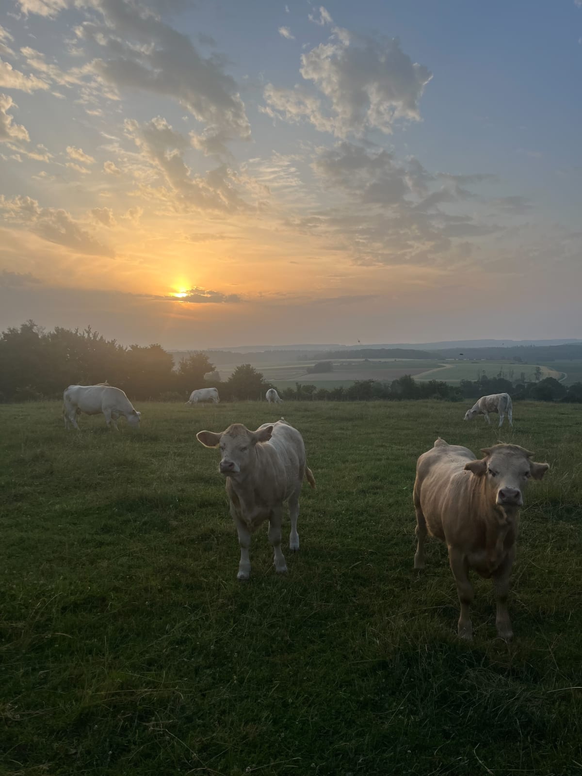 Champ de Vache à Pagney - Pagney