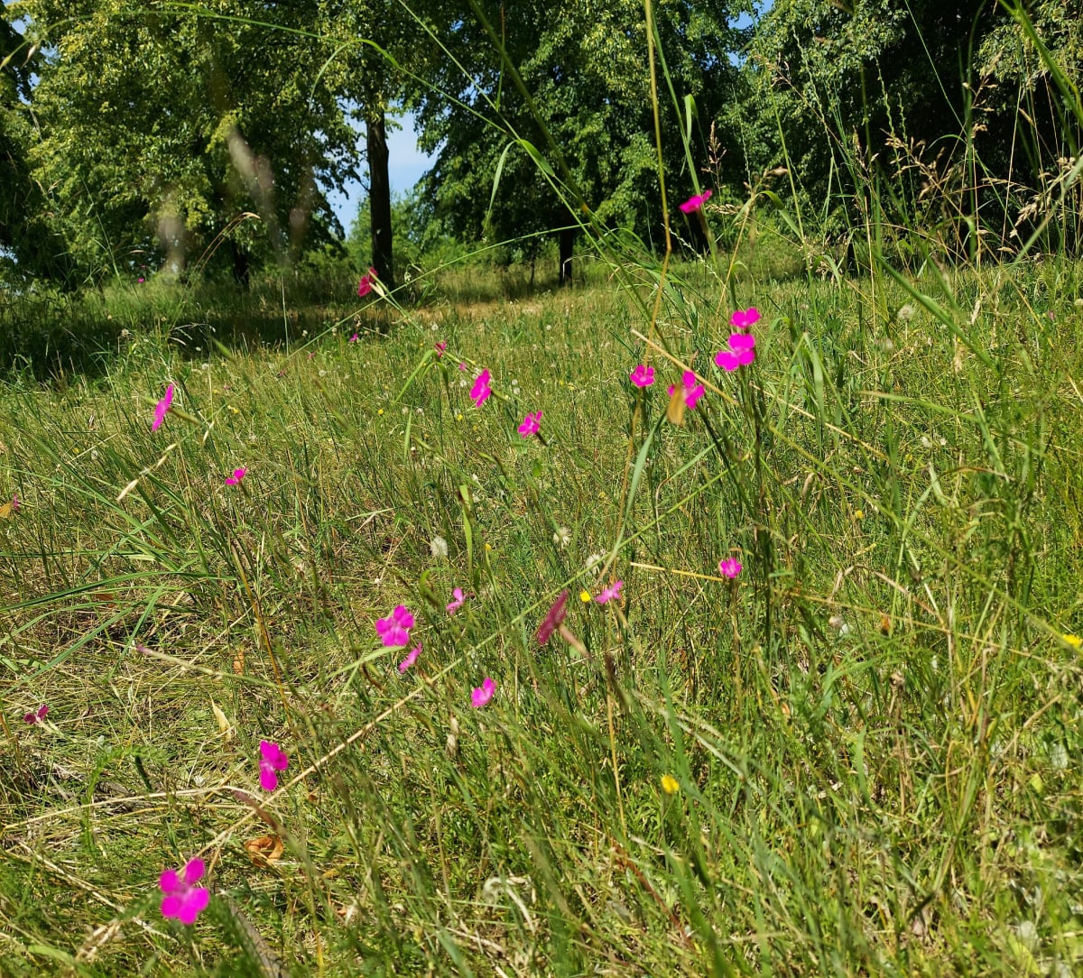 Spacer przez park świetlików do wałów nad Odrą. - Wrocław