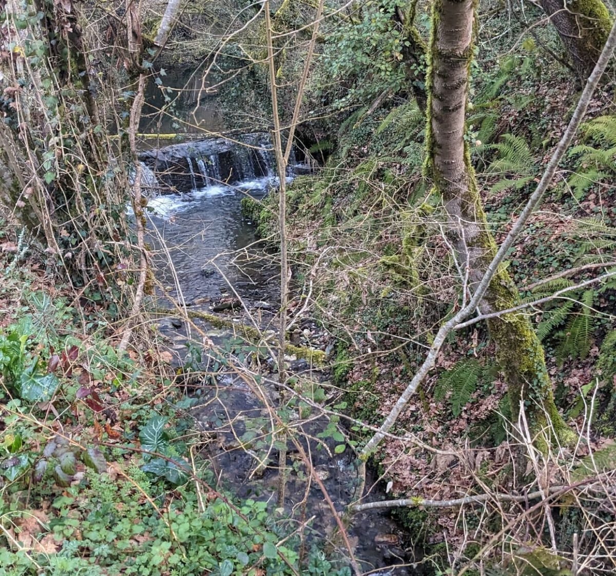 Fond Stream Tranquille Traversant Une Forêt Verte Luxuriante, Ruisseau De  La Forêt, Verdure Luxuriante, Eau Qui Coule Image de Fond Pour le  Téléchargement Gratuit - Pngtree, image size:1200x1123
